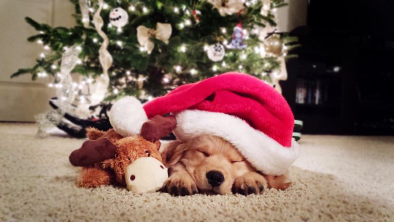 10 Festive Design Tips to Make Your Website Shine This Christmas